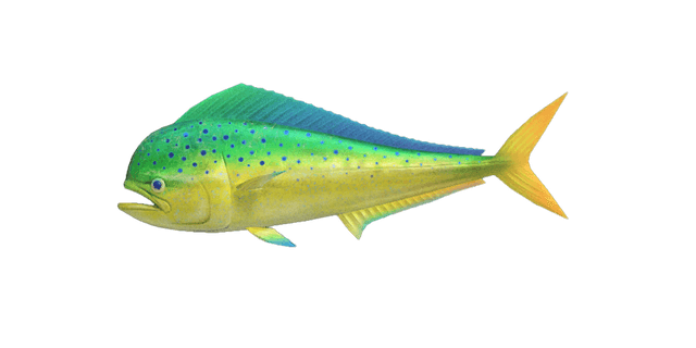 Mahi-mahi