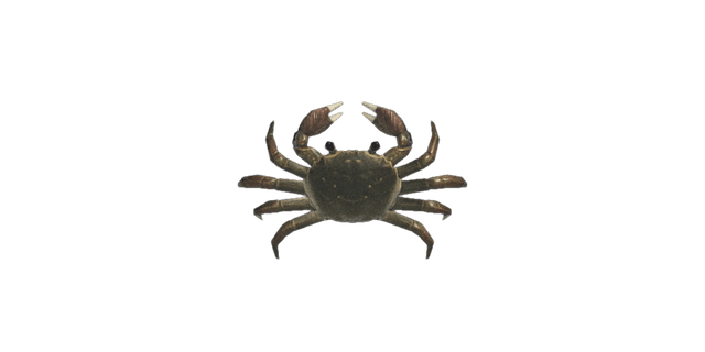 Mitten crab