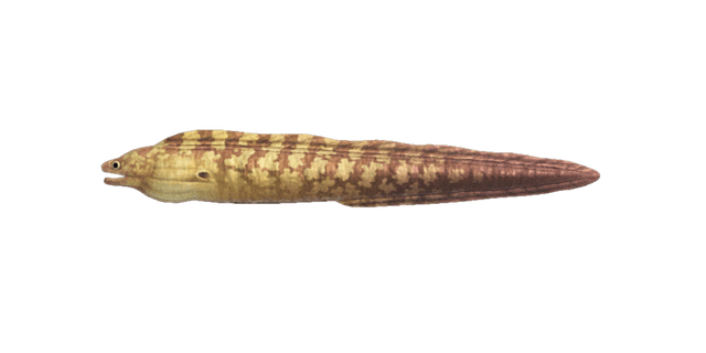 Moray eel