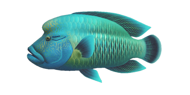 Napoleonfish