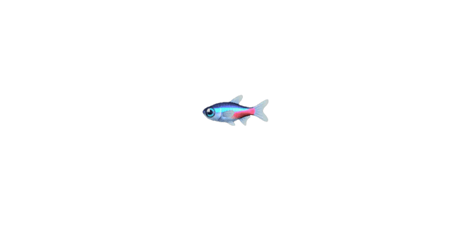 Neon tetra
