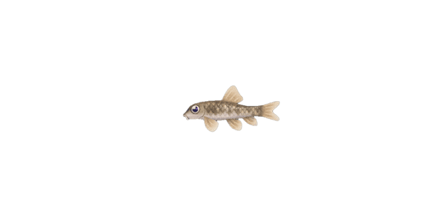 Nibble fish