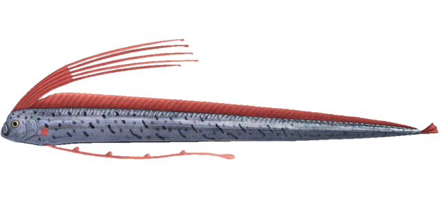 Oarfish