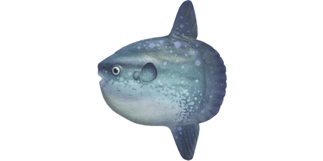 Ocean sunfish