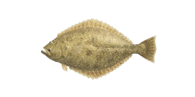 Olive flounder