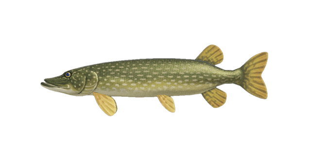 Pike