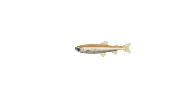 Pond smelt