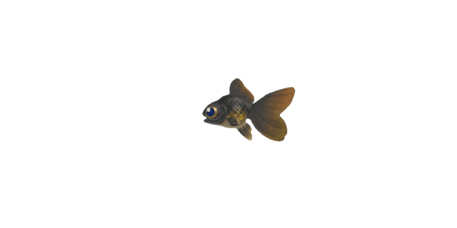 Pop-eyed goldfish