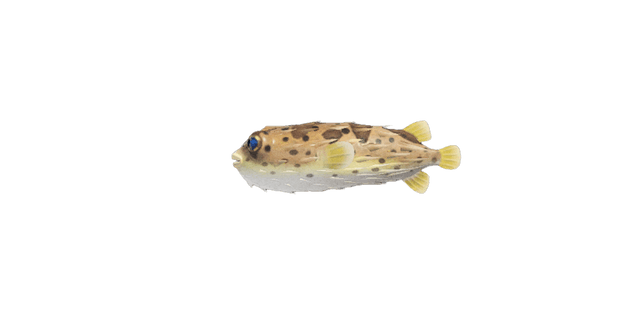 Puffer fish