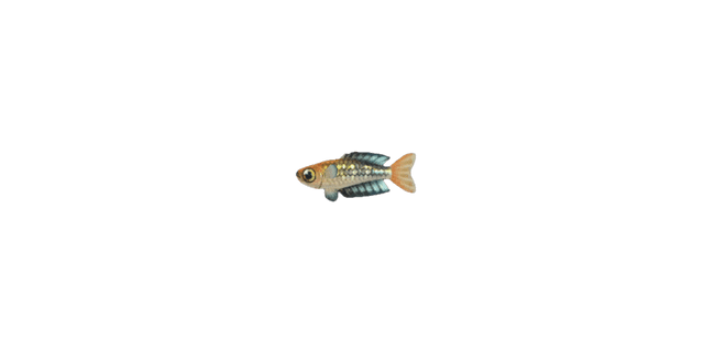 Rainbowfish