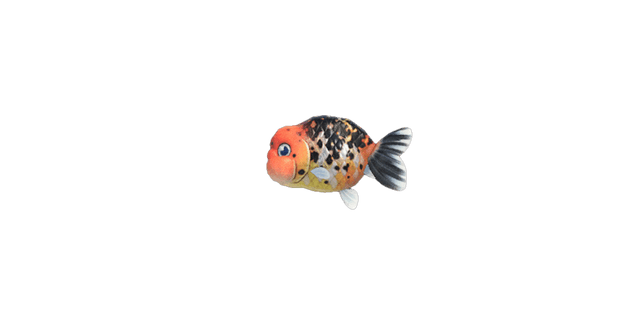 Ranchu goldfish