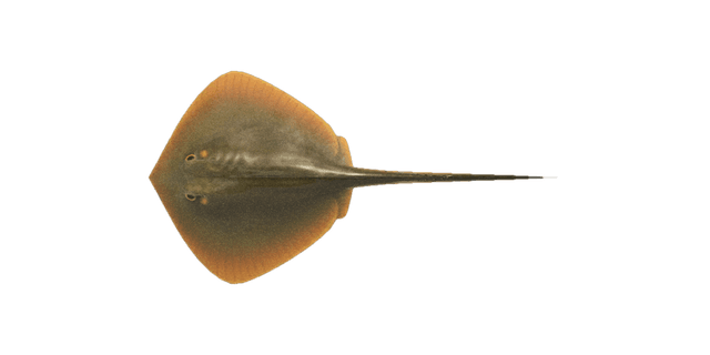 Ray