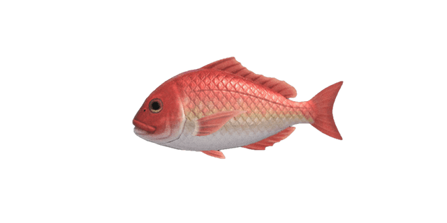 Red snapper