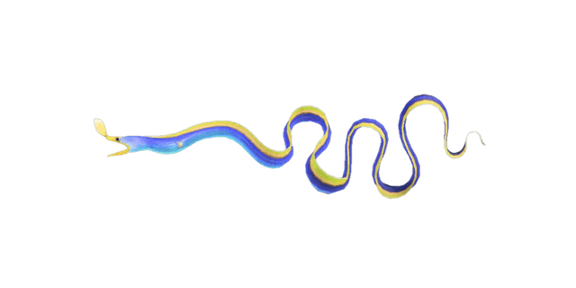 Ribbon eel