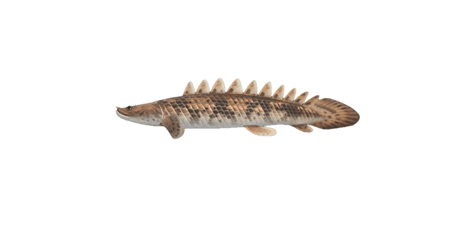 Saddled bichir