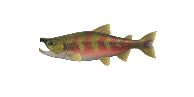 Salmon