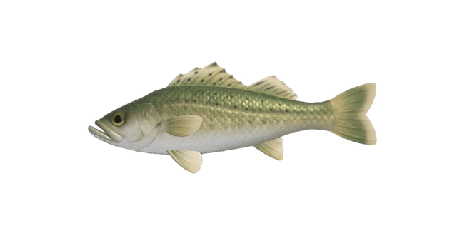Sea bass
