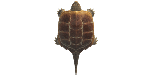 Snapping turtle