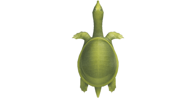 Soft-shelled turtle