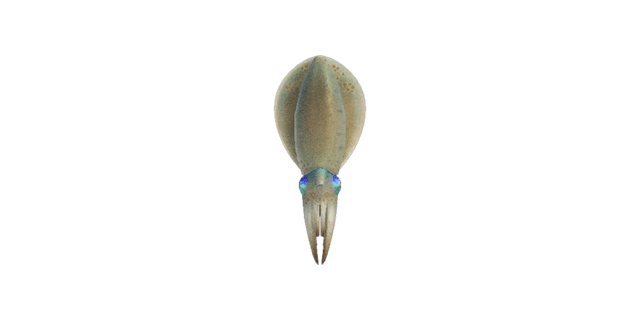 Squid