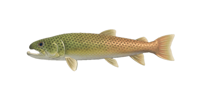 Stringfish