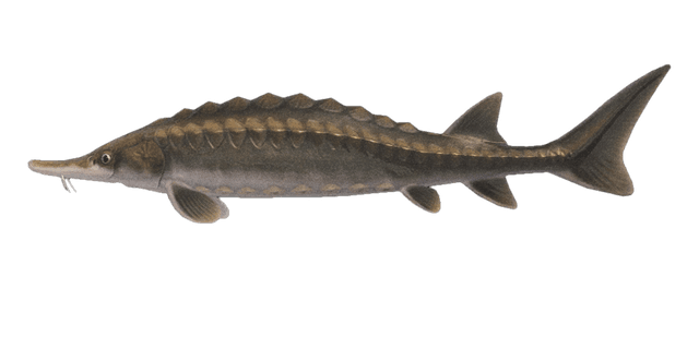 Sturgeon