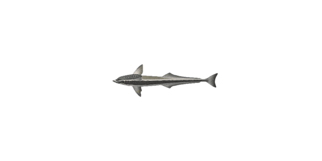 Suckerfish