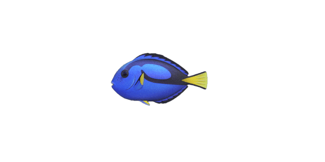 Surgeonfish