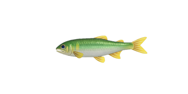 Sweetfish