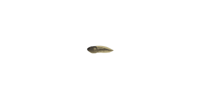 Tadpole