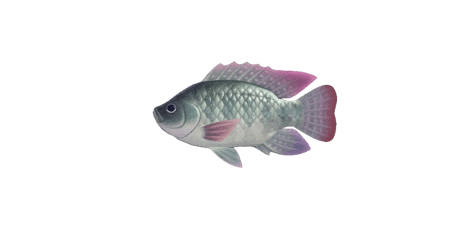 Tilapia
