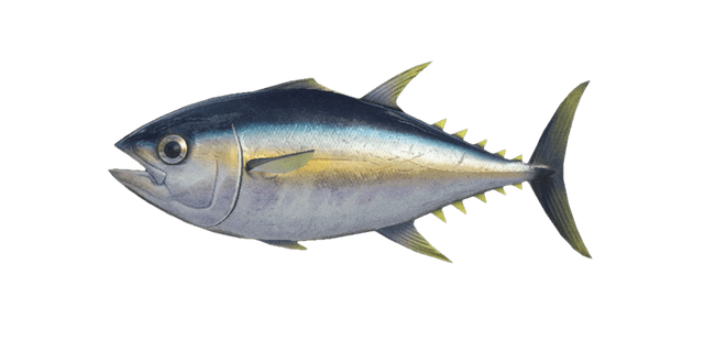 Tuna