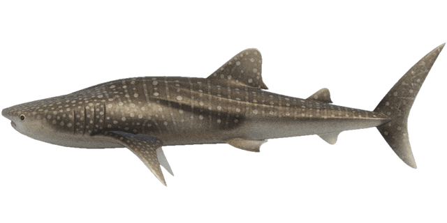 Whale shark