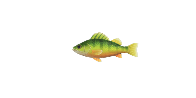 Yellow perch