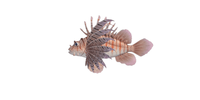 Zebra turkeyfish
